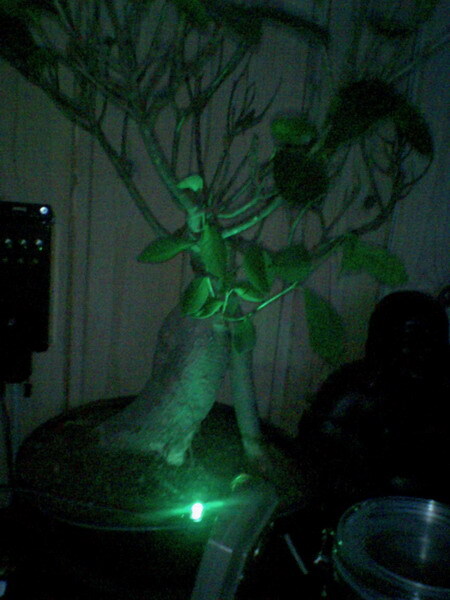 Bonsai tree with green LED