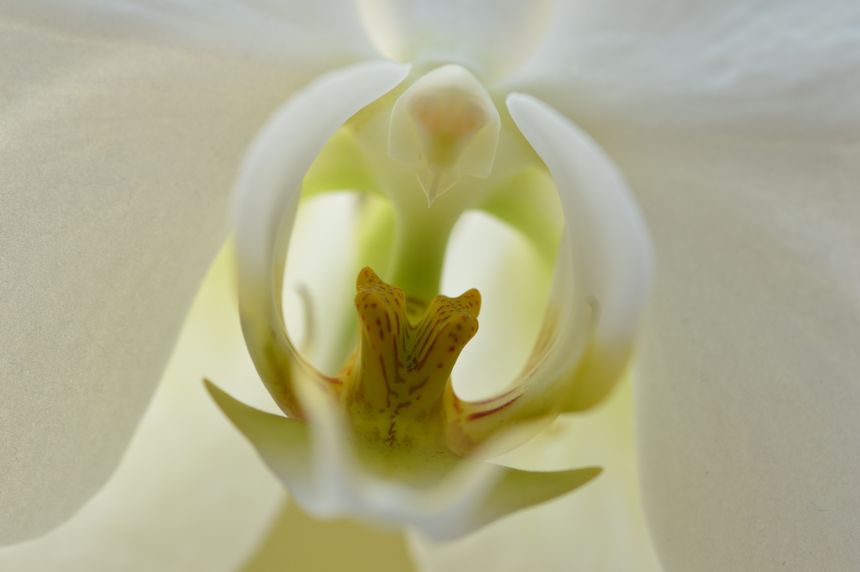 First real macro photos — Mona's flowers