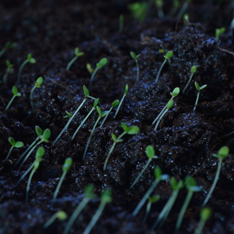 Alyssum, Rosie O'Day