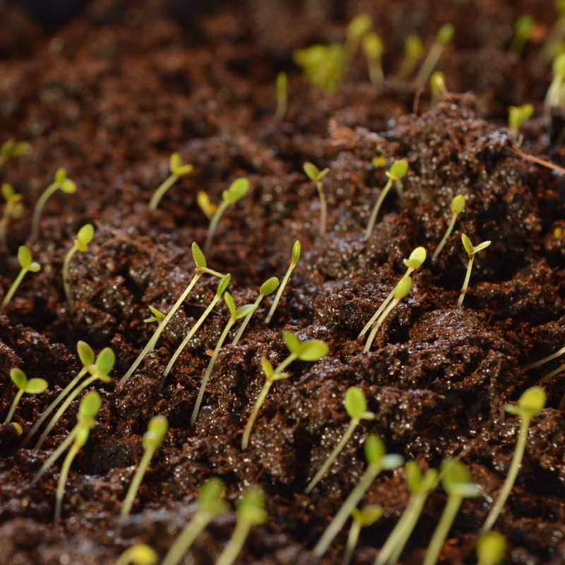 Alyssum, Rosie O'Day