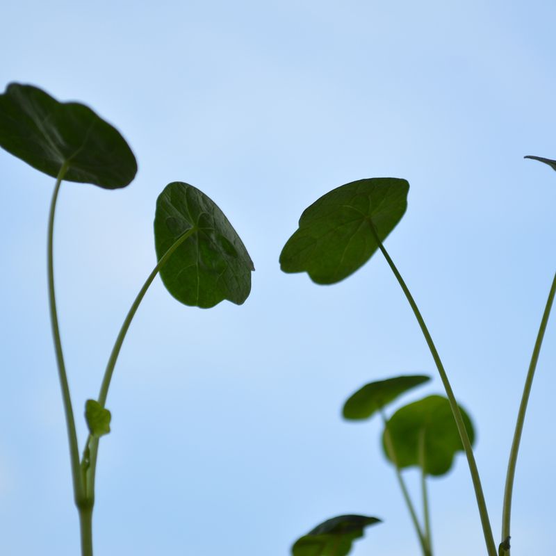 Tropaeolum majus (Blomkarse)