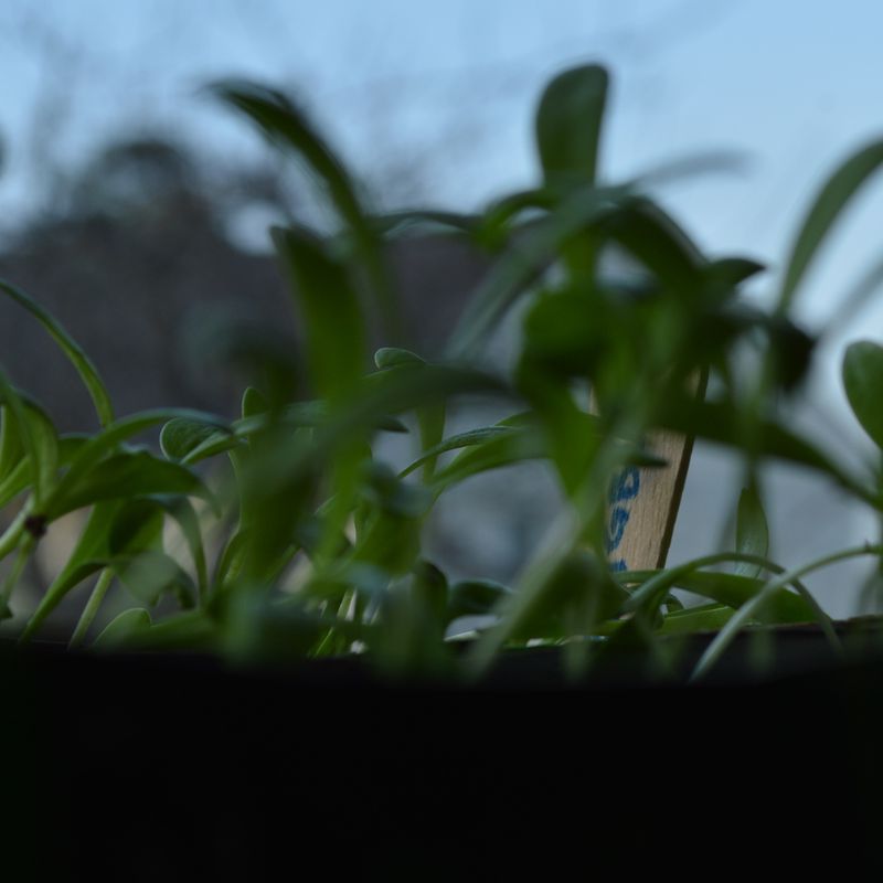 Calendula officinalis (Ringblom)