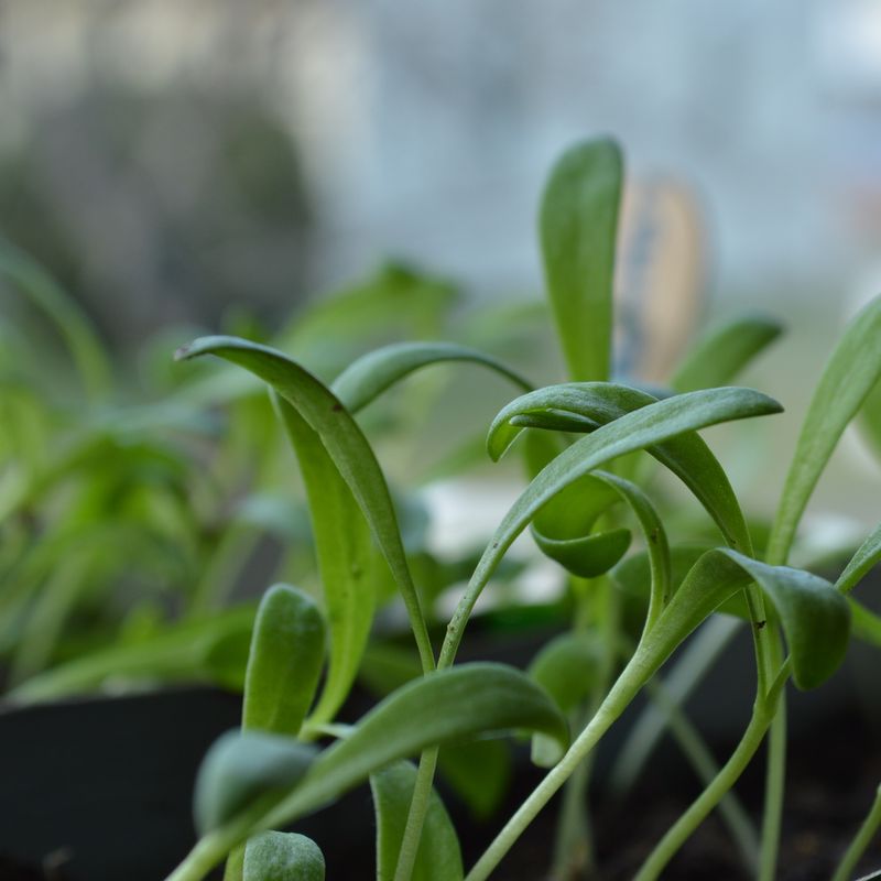 Calendula officinalis (Ringblom)