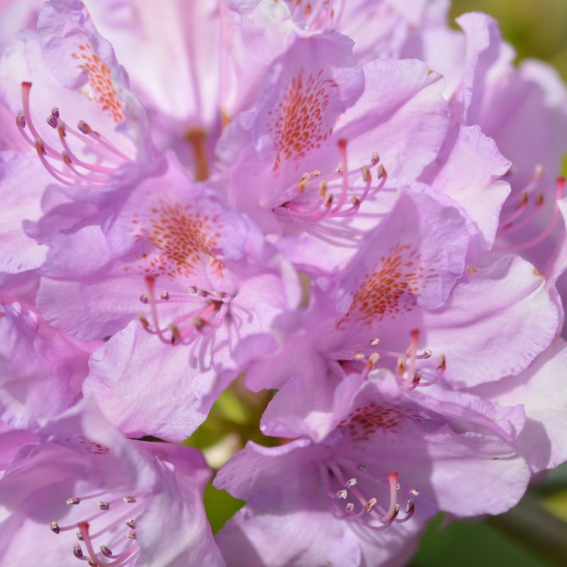 Rhododendron