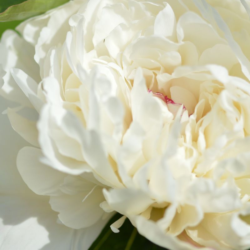 Peony