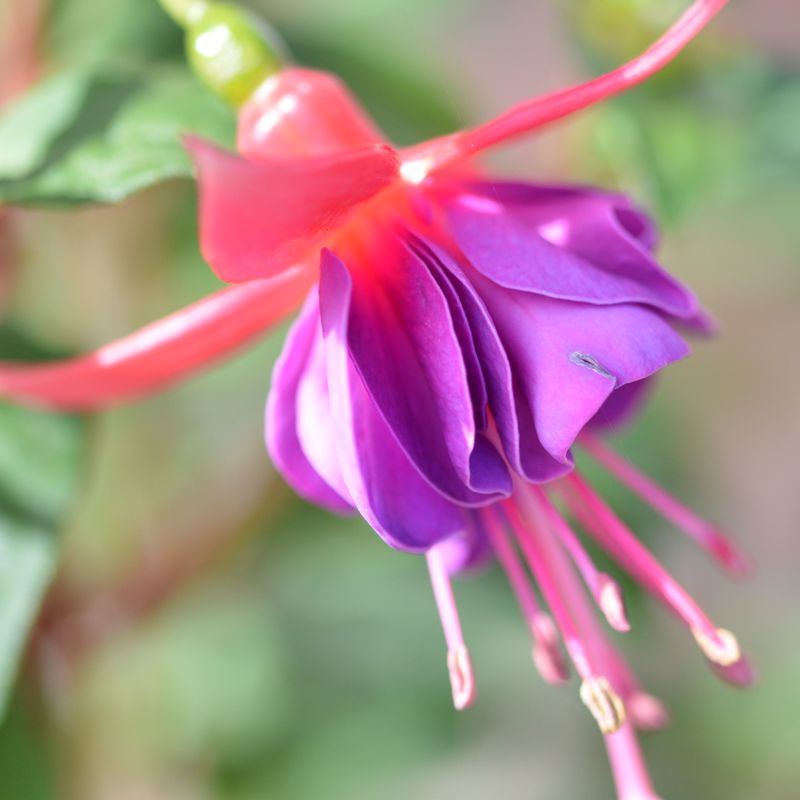 Fuchsia