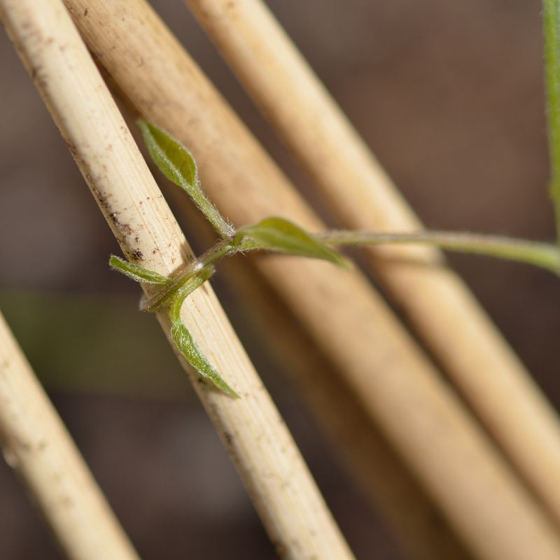 Clematis (Ville de Lyon)