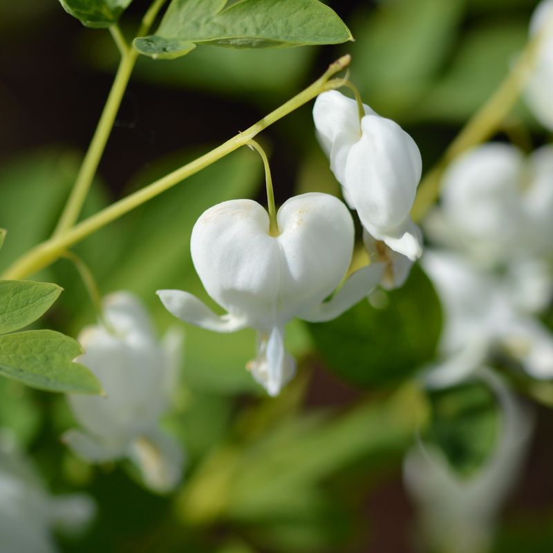 Lamprocapnos spectabilis (bleeding heart)