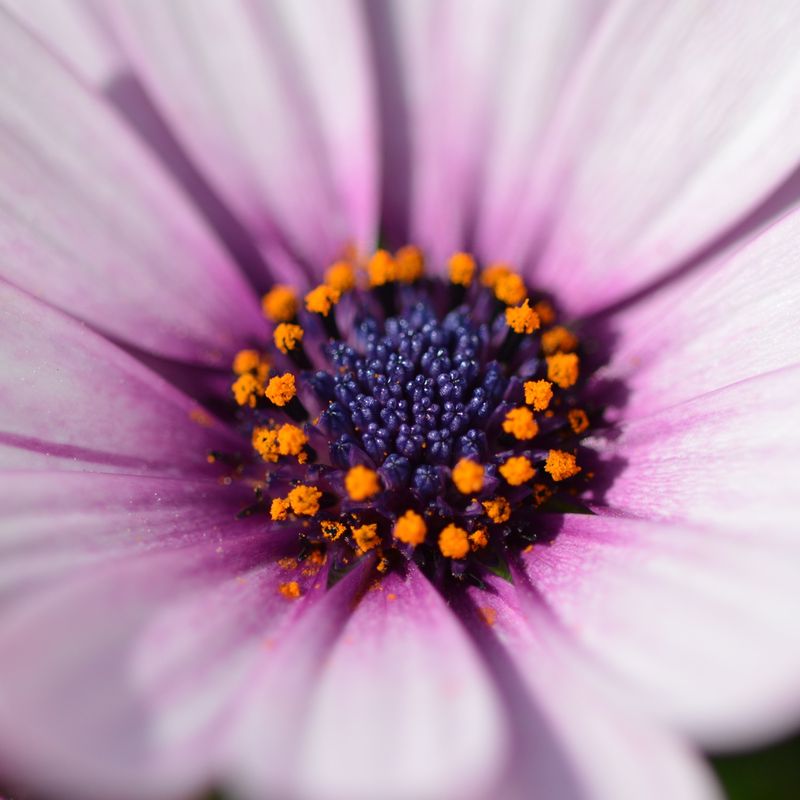 Osteospermum (daisybushes, African daisies)