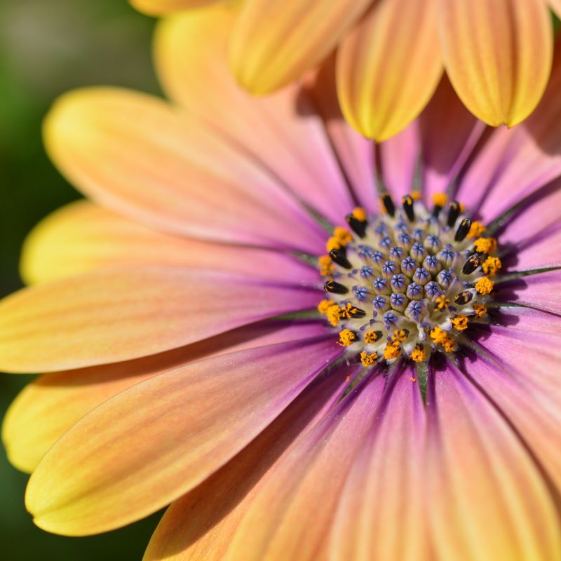 Osteospermum (daisybushes, African daisies)