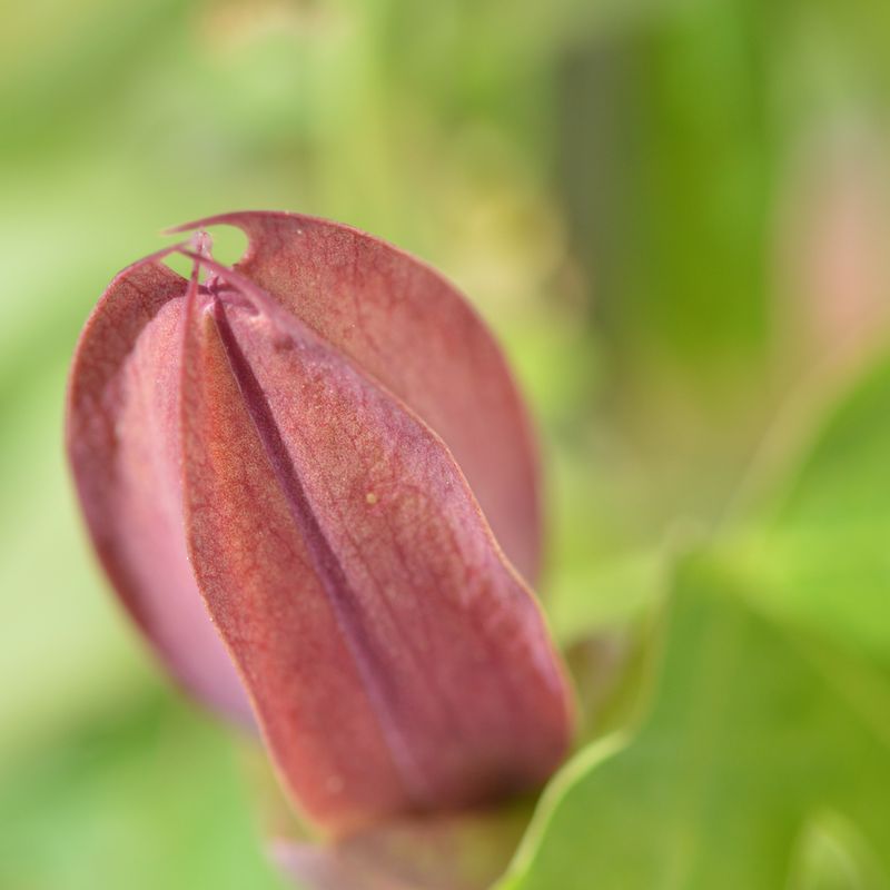 Passiflora (passion flowers)
