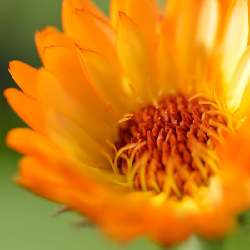 Calendula officinalis (pot marigold)