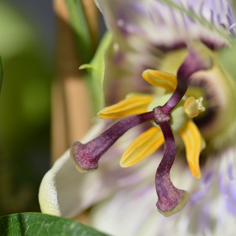 Passiflora (passion flowers)