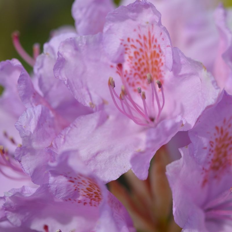 Rhododendron