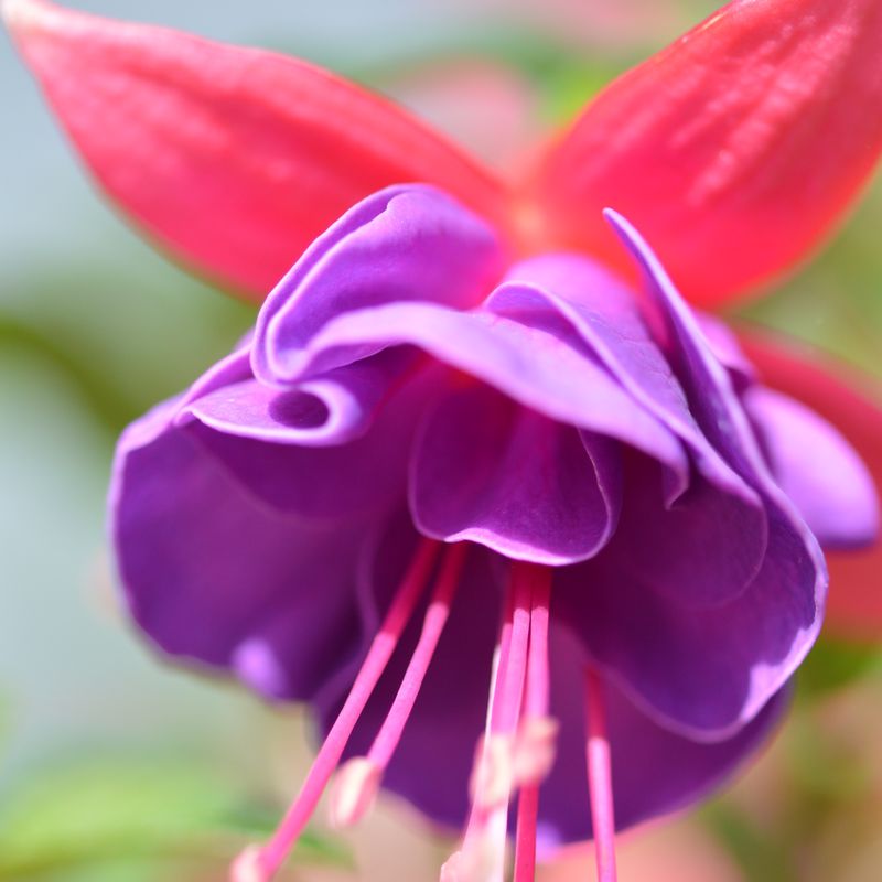 Fuchsia